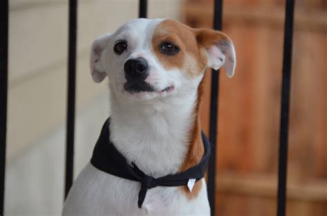 Panama City Puppy for sale. . Craigslist panama city pets